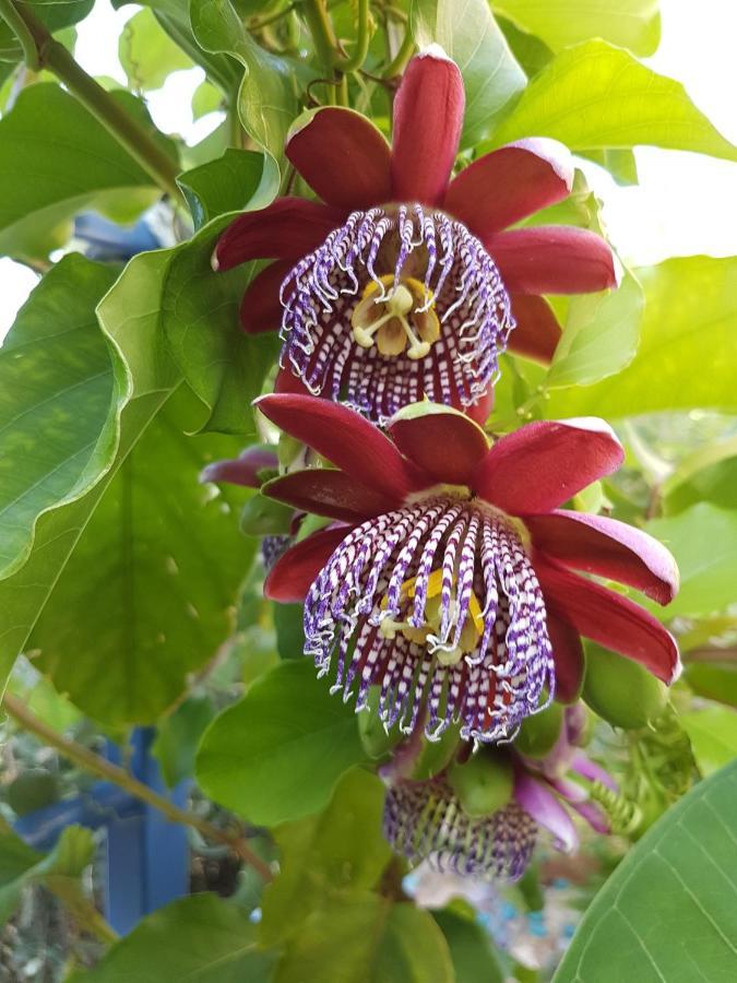 Sea Flower Villa Bali Crete Vlikhádha Dış mekan fotoğraf